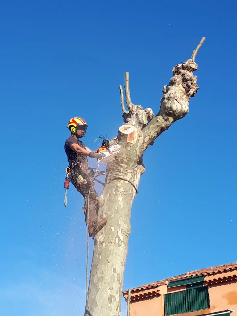 Abattage d'un platane à La Garde dans le VAR
