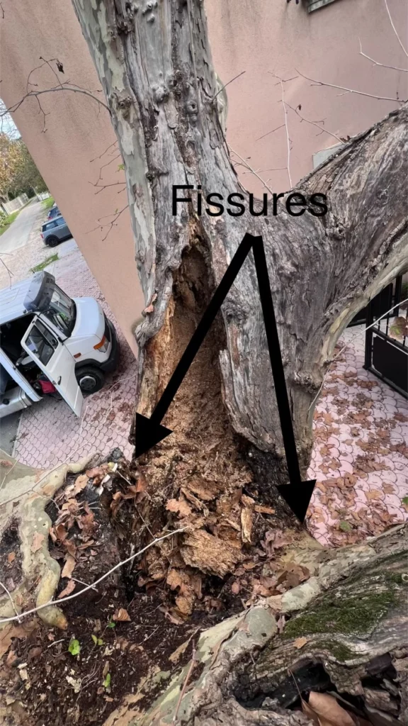 Fissures platane Le Pradet