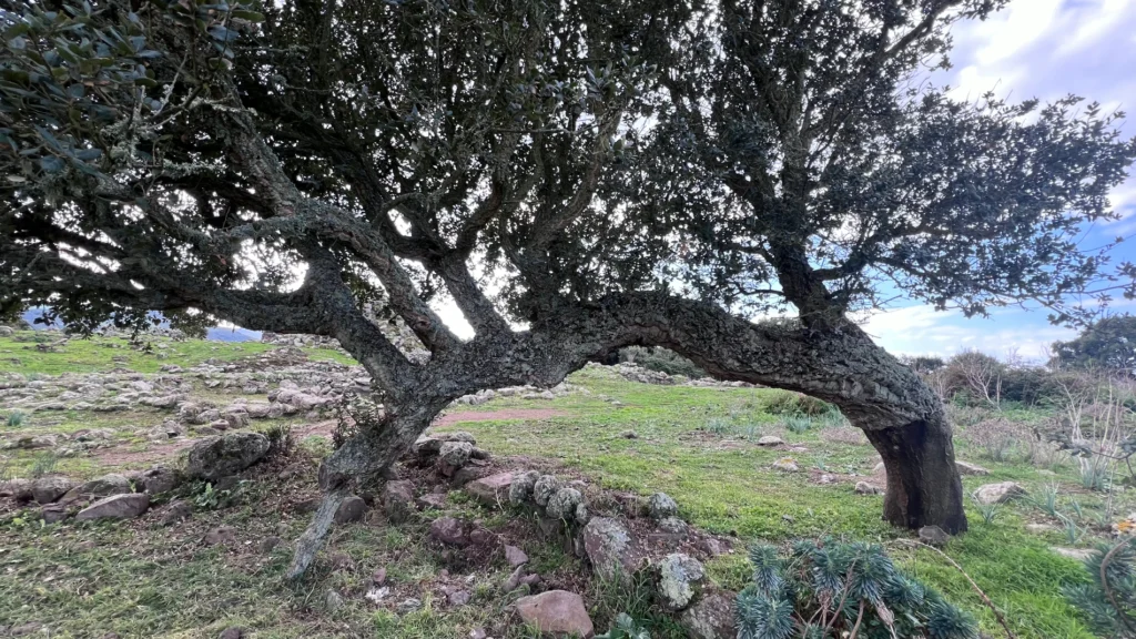 Terrain méditerranéen rocheux sous un grand arbre, dans le Var