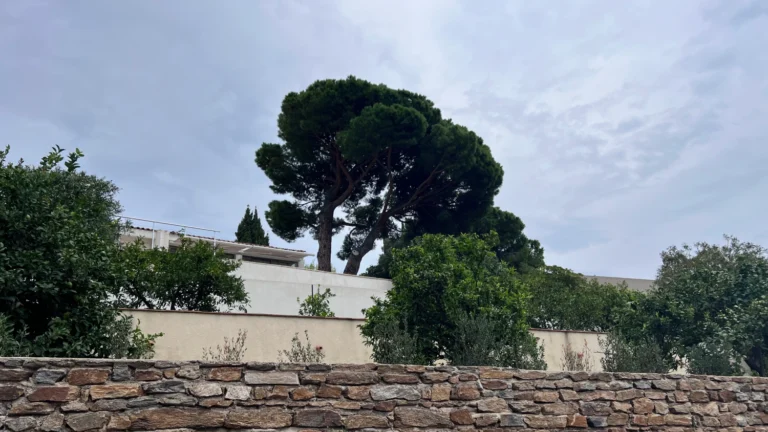 Pin parasol diagnostiqué au Lavandou