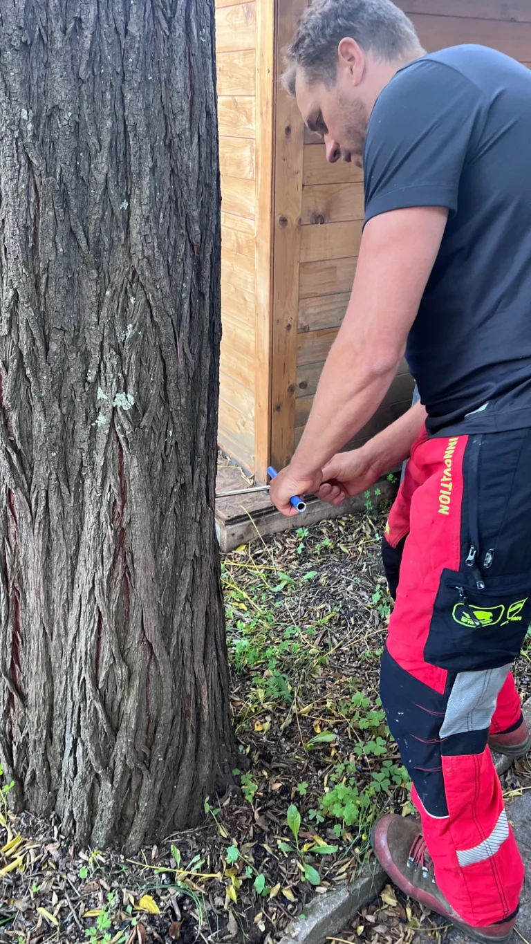 Prélèvement d’une carotte de bois à la tarière de Pressler