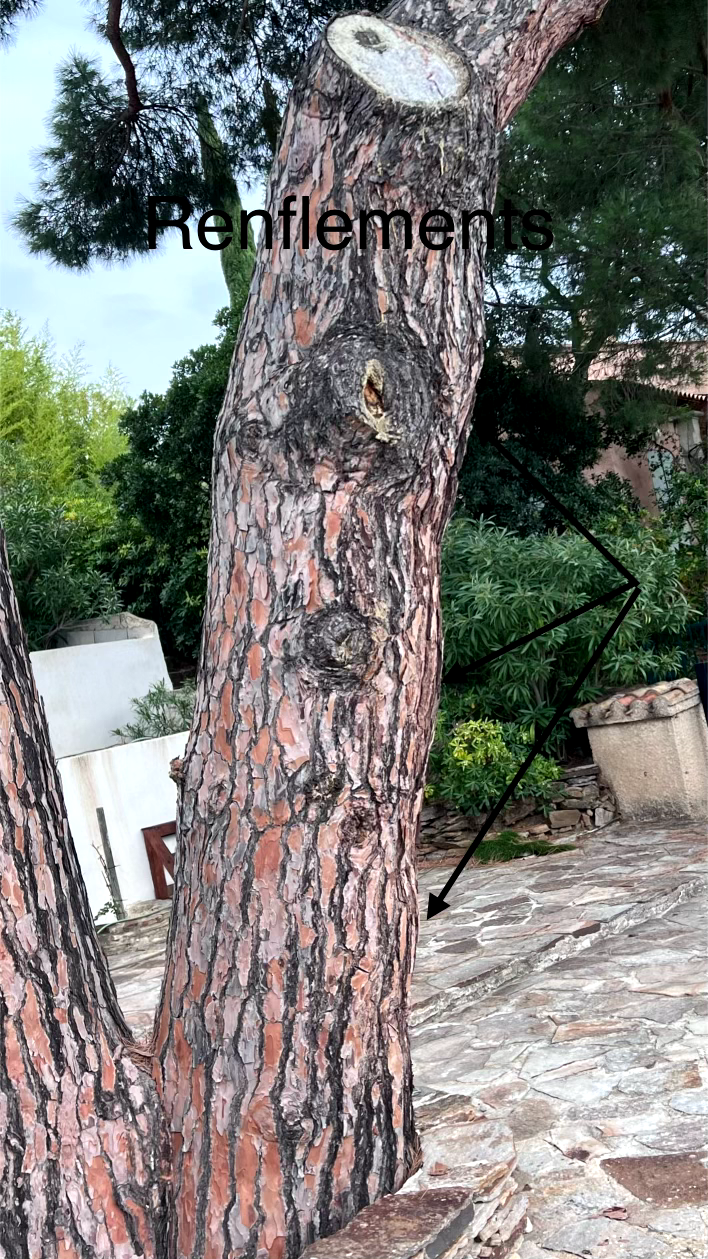 Renflement asymétrique sur le tronc d’un pin parasol au Lavandou