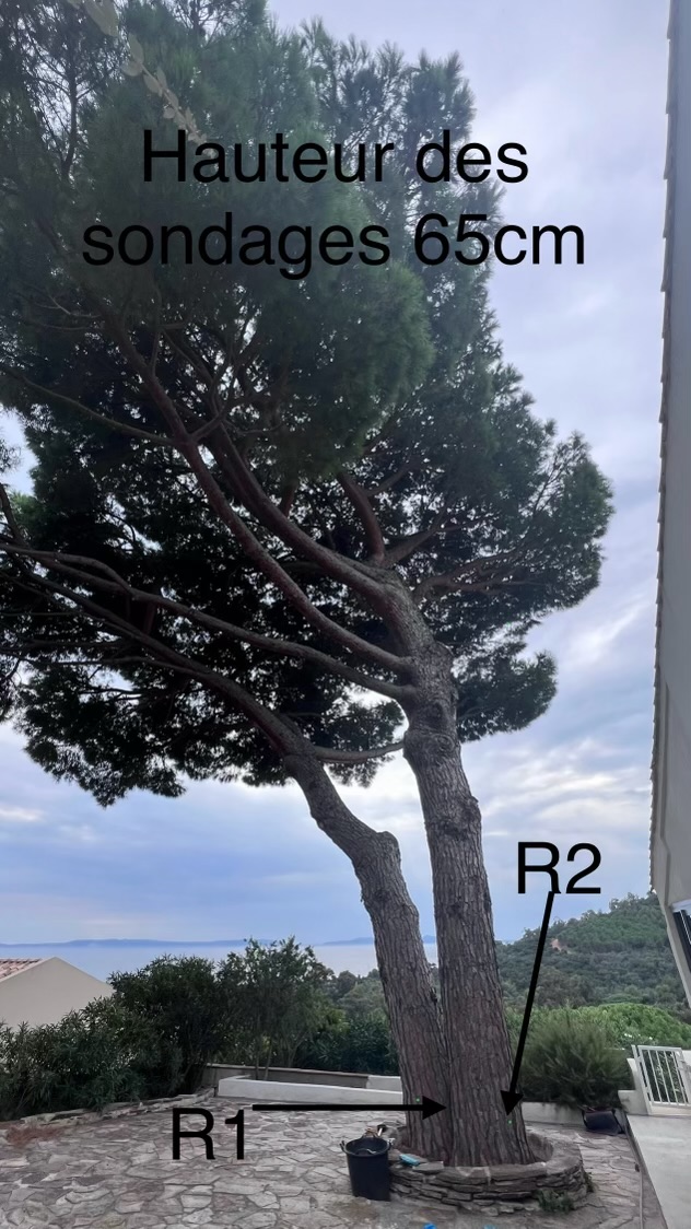 Pin parasol au Lavandou avec les points de sondage annotés