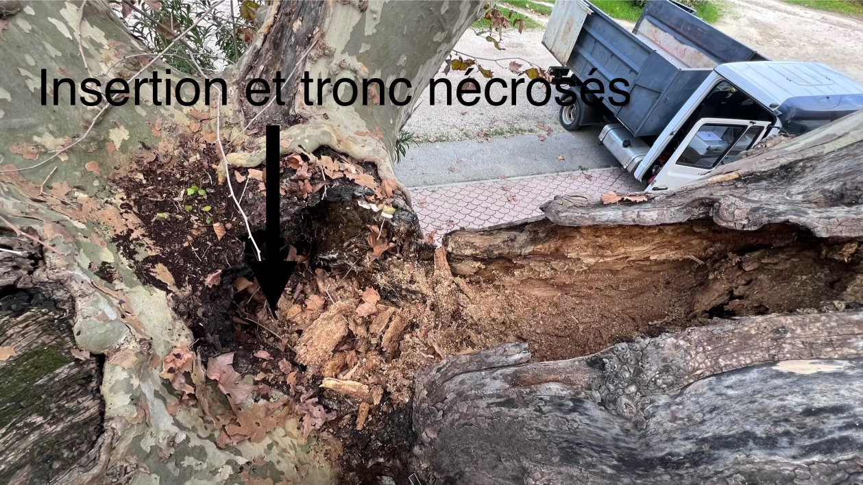 Élagage pin d'Alep à Carqueiranne