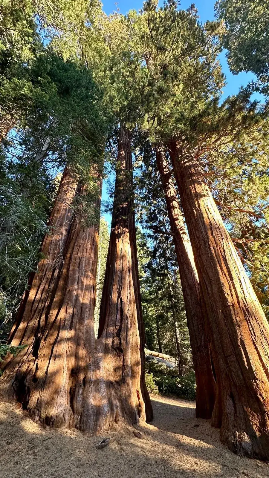 Séquoias géants, de grands arbres anciens